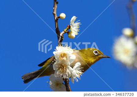 Mejiro and plum blossoms 34637720