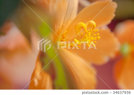 Begonia (Beconia) Begonia (Beconia) 34637936