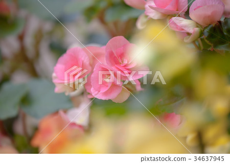 海棠（Beconia） 34637945