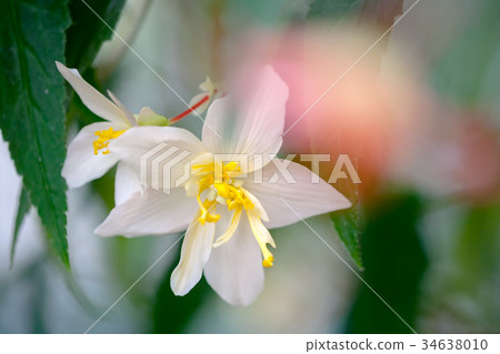 Begonia (Beconia) 34638010