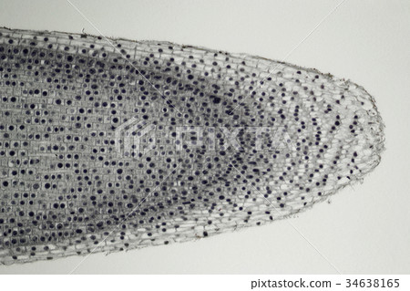 Cross section of plant roots 34638165