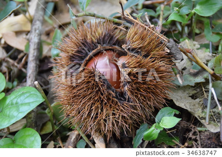 板栗採摘 34638747