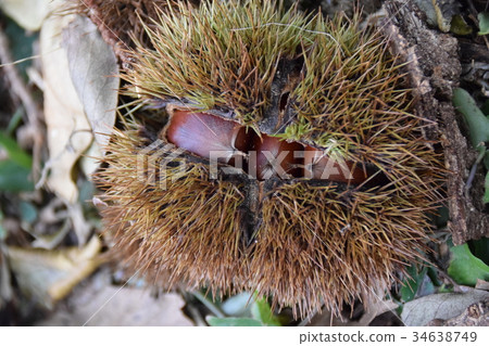 板栗採摘 34638749
