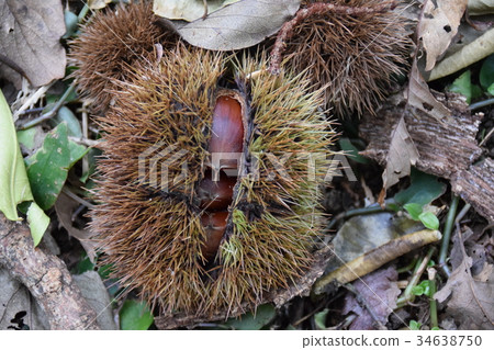板栗採摘 34638750