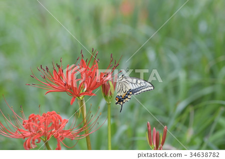Cluster amaryllis and Monarchia a1 Cluster amaryllis and Monarchia a1 34638782