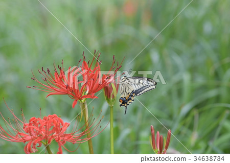 Cluster amaryllis and Monarchia a2 Cluster amaryllis and Monarchia a2 34638784