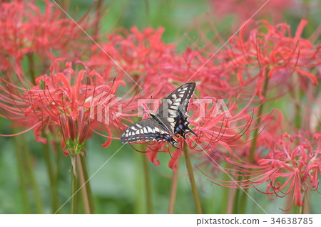 群集孤挺花和君主制a3 群集孤挺花和君主制a3 34638785