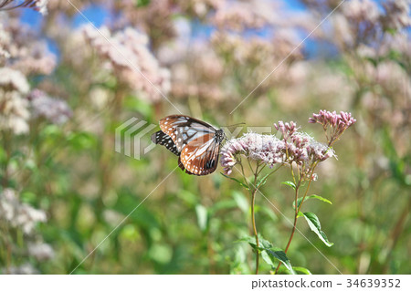 Asagi madara of Kyoto 34639352