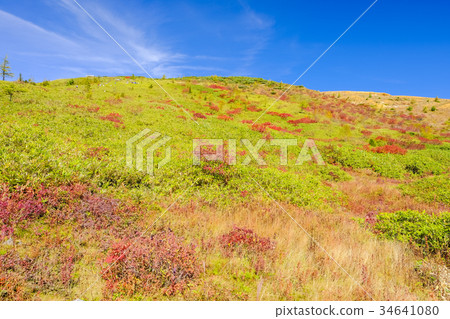 Kusatsu Shirane山的彩色的葉子 34641080