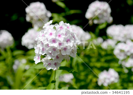 福祿考白 34641195