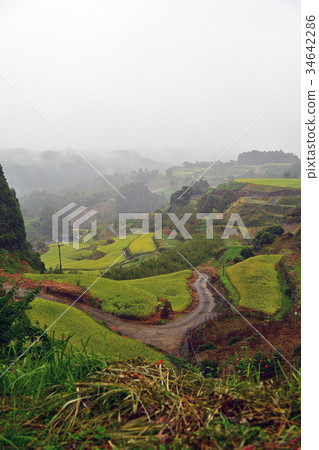水稻梯田 34642286