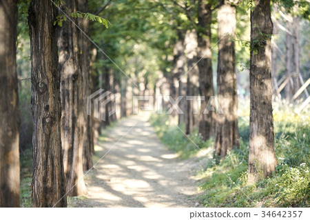 Trail, Metasequire, World Cup Park, Sangam-dong, Mapo-gu, Seoul Trail, Metasequire, World Cup Park, Sangam-dong, Mapo-gu, Seoul 34642357