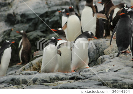南極企鵝殖民地 南極企鵝殖民地 34644104
