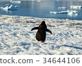 Antarctic penguins 34644106