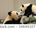 Panda parent and child 34644107