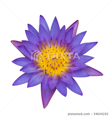 waterlily, lotus blooming isolated on white waterlily, lotus blooming isolated on white 34644283