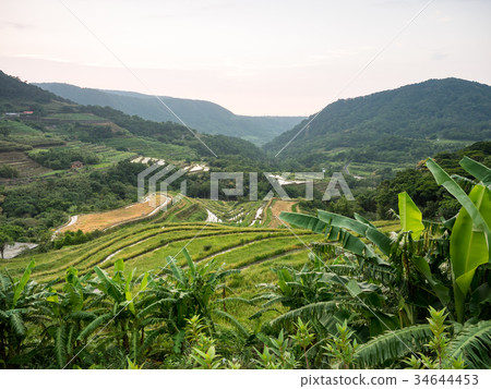 台北石門梯田 34644453