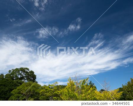 Blue sky and trees 34644501