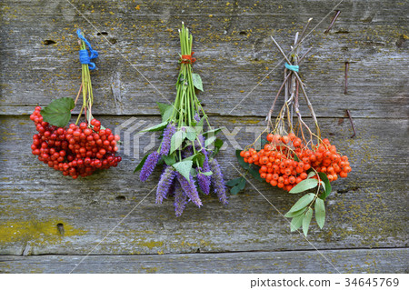 bunch rowan and viburnum berry and anise hyssop 34645769