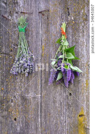 anise hyssop and lavender bunch on old wooden wall 34645807