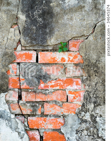 Plant on brick wall Plant on brick wall 34645874