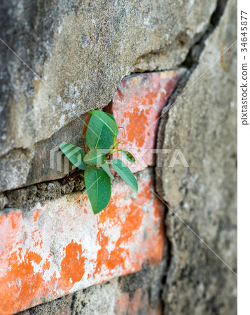 Plant on brick wall Plant on brick wall 34645877