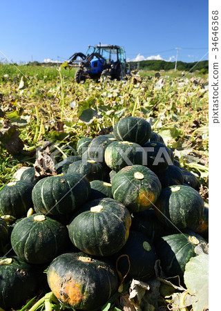 採取堆南瓜在收穫期間在與南瓜領域的清楚的天空下 34646368