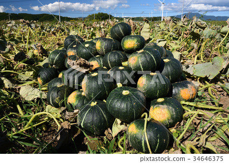 採取堆南瓜在收穫期間在與南瓜領域的清楚的天空下 採取堆南瓜在收穫期間在與南瓜領域的清楚的天空下 34646375
