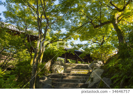 Tofukuji Tsutenbashi in autumn 34646757