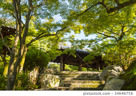 Tofukuji Tsutenbashi在秋天 34646758