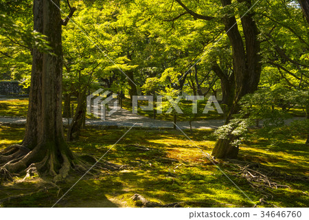 Autumn Tofukuji garden Autumn Tofukuji garden 34646760