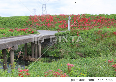 Cluster amaryllis 34646800