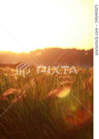 Sunset and rice fields 34646925