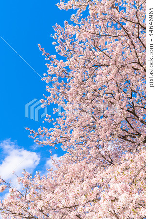 Cherry tree in full bloom Cherry tree in full bloom 34646965