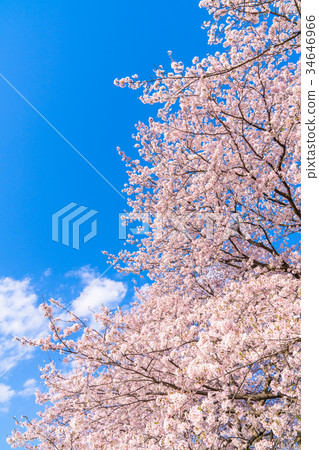 Cherry tree in full bloom Cherry tree in full bloom 34646966