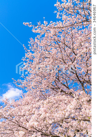 Cherry tree in full bloom Cherry tree in full bloom 34646967
