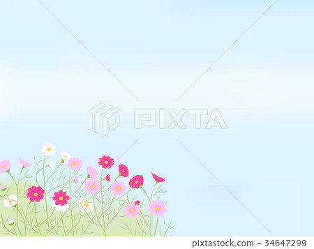 Cosmos field sky <flower illustration> 34647299