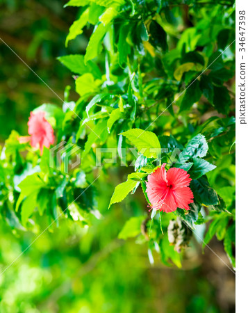 Beautiful safflower Beautiful safflower 34647398