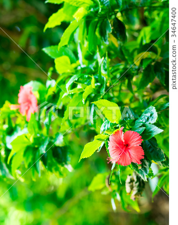 Beautiful safflower 34647400