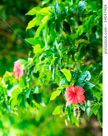 美麗的紅花 34647404