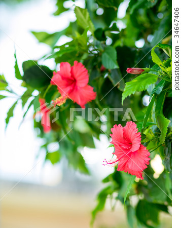 美麗的紅花 34647406