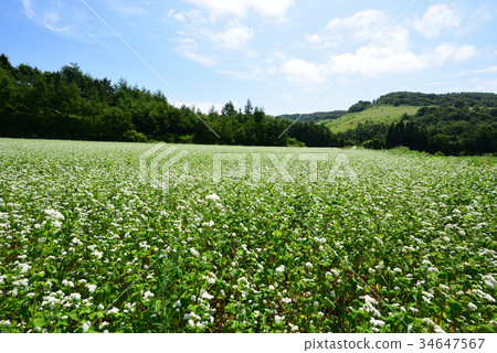 Taking a picture of a scene in which soba flowers are blooming in a soba field in Hokkaido, Hokkaido, under a clear sky 34647567