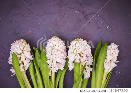 Hyacinth Hyacinth 34647893