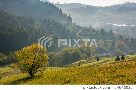tree on hillside in mountainous rural area tree on hillside in mountainous rural area 34648023