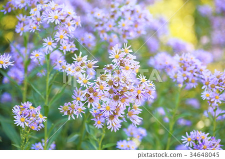 Zion flower 34648045