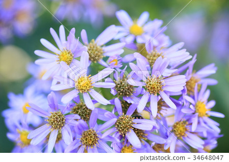 Zion flower Zion flower 34648047