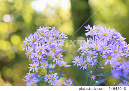 Zion flower Zion flower 34648048