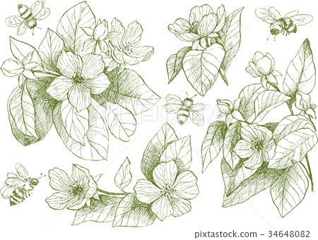 Vintage botanical illustration blossom flowers 34648082