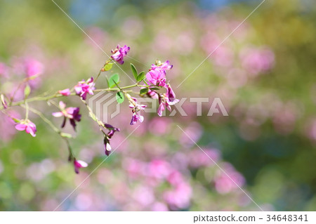 Hagi flower Hagi flower 34648341
