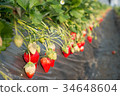 Strawberry field 34648604